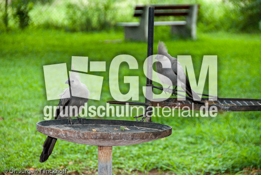 Turako (1 von 5).jpg